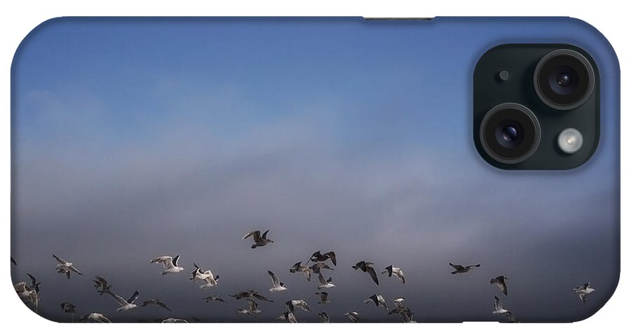 Seagulls iPhone Case featuring the photograph The Birds by Donna Blackhall