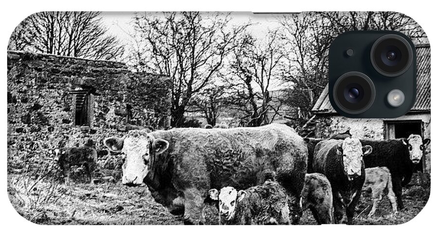  iPhone Case featuring the photograph The Bovine Family, Northern Ireland by Aleck Cartwright