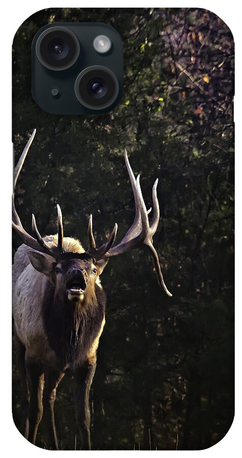 Bull Elk iPhone Case featuring the photograph The Boxley Stud Snuffing by Michael Dougherty