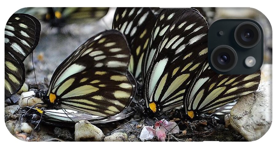 Butterfly iPhone Case featuring the photograph The Butterfly Gathering by Kim Bemis