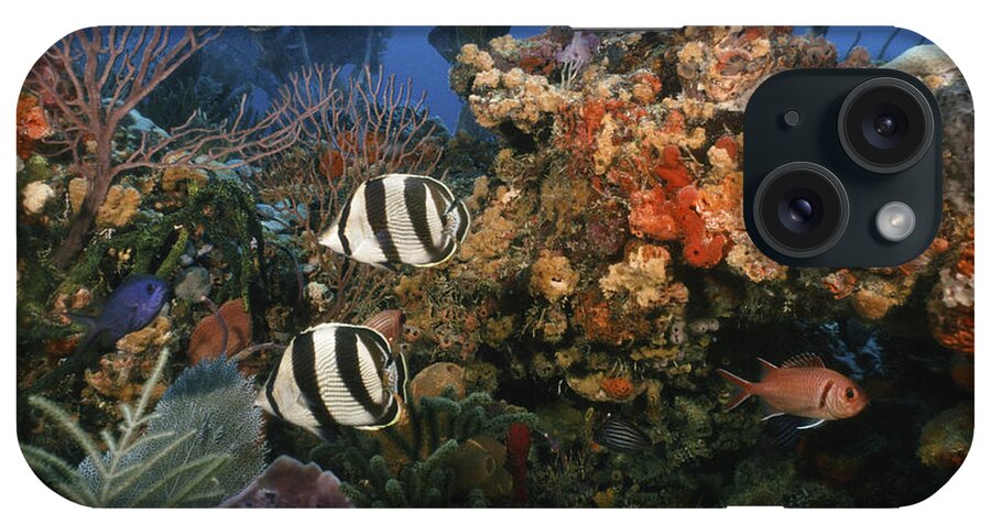 Angle iPhone Case featuring the photograph The Butterflyfish on Reef by Sandra Edwards