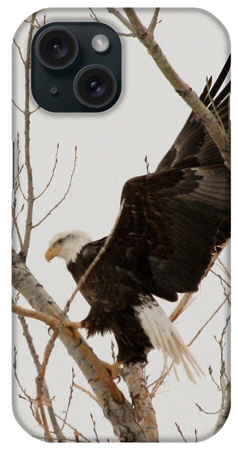 Bald Eagle iPhone Case featuring the photograph The Climb #2 by Shane Bechler