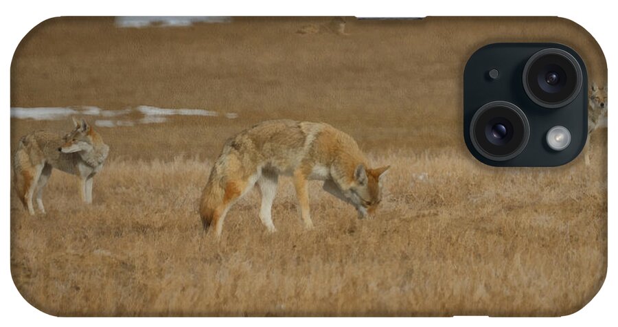 The Coyote iPhone Case featuring the digital art The Coyotes Painterly by Ernest Echols