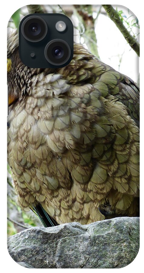 Kea iPhone Case featuring the photograph The Crafty Kea by Steve Taylor