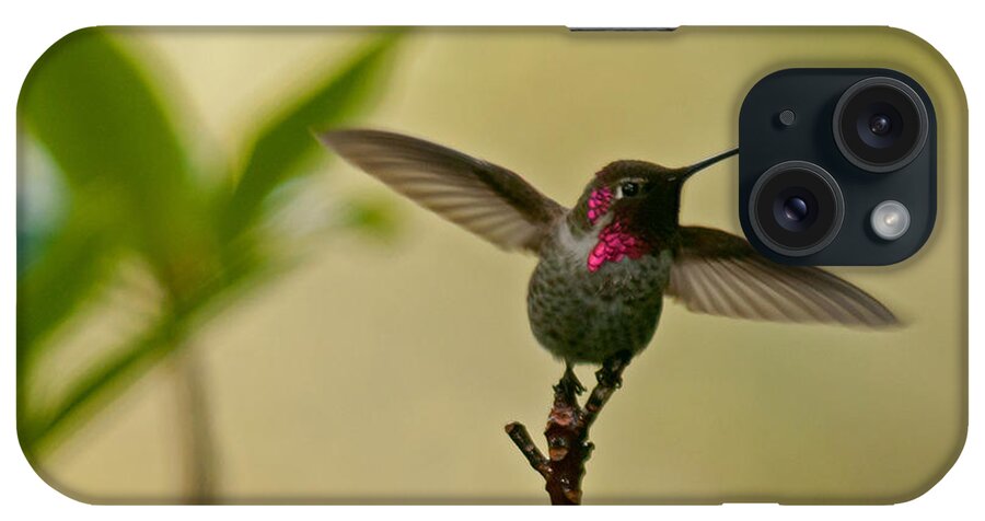 Anna's Hummingbird iPhone Case featuring the photograph The Dancing Hummingbird by Lara Ellis