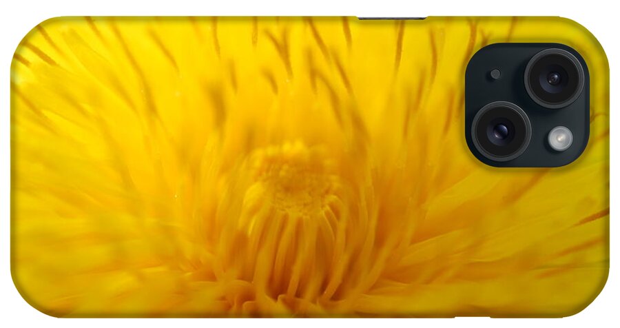 Dandelion iPhone Case featuring the photograph The Detail IS in the Dandelion by Kathy Paynter
