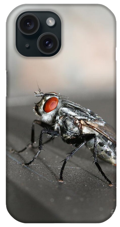 Macro iPhone Case featuring the photograph The Fly by Wingsdomain Art and Photography