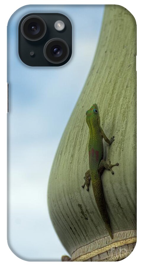King Palm iPhone Case featuring the photograph The Gecko And The King by Peggy Hughes