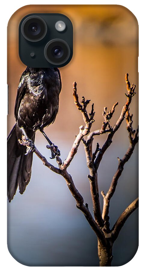 Grackle. Bird iPhone Case featuring the photograph The Grackle by Janis Knight