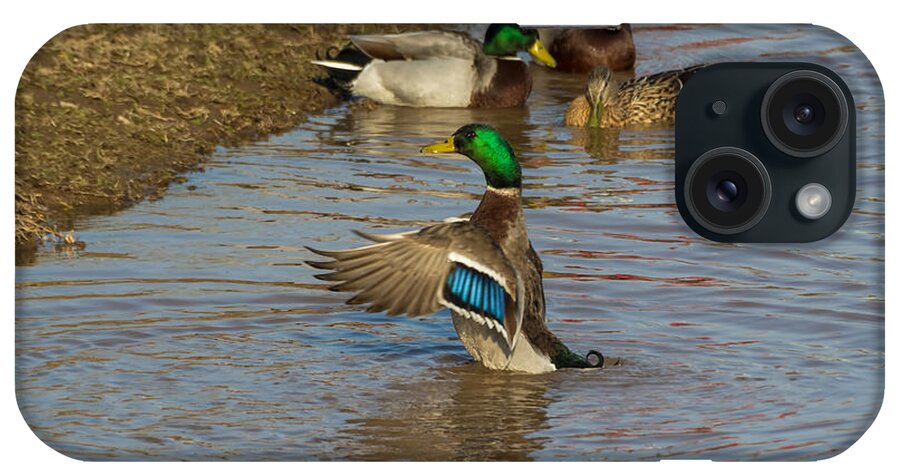 Mallard iPhone Case featuring the photograph The Hangout by Holden The Moment