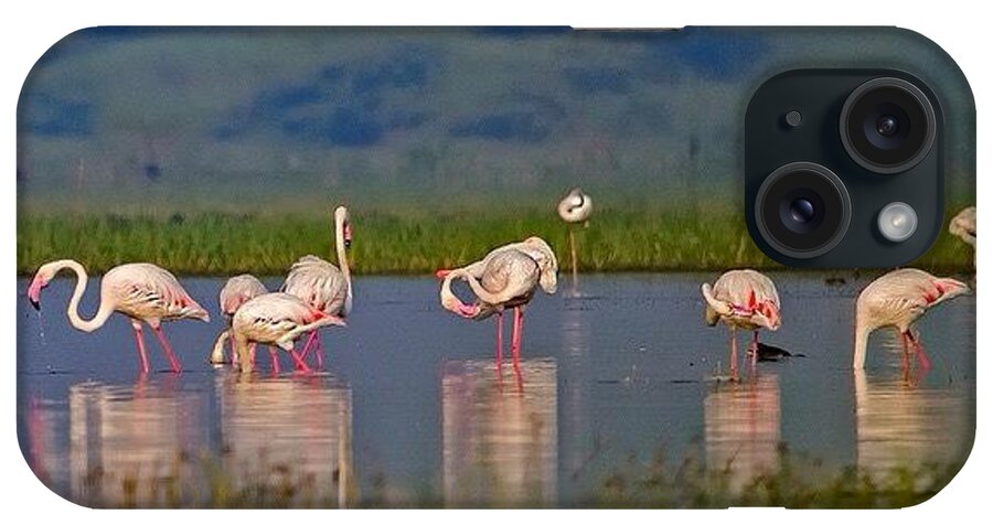 Pink iPhone Case featuring the photograph The Head-turners

these Are Indeed by Nayan Hazra