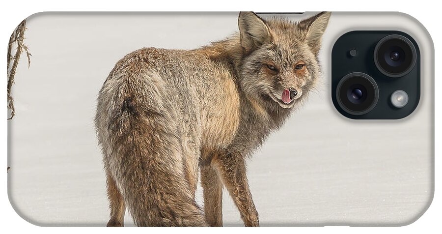 Fox iPhone Case featuring the photograph The Hungry Fox by Yeates Photography