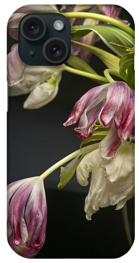Tulips iPhone Case featuring the photograph The Last Dance by Robert Dann