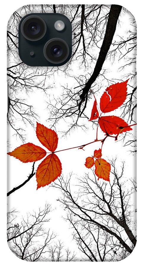 2009 iPhone Case featuring the photograph The last leaves of November by Robert Charity