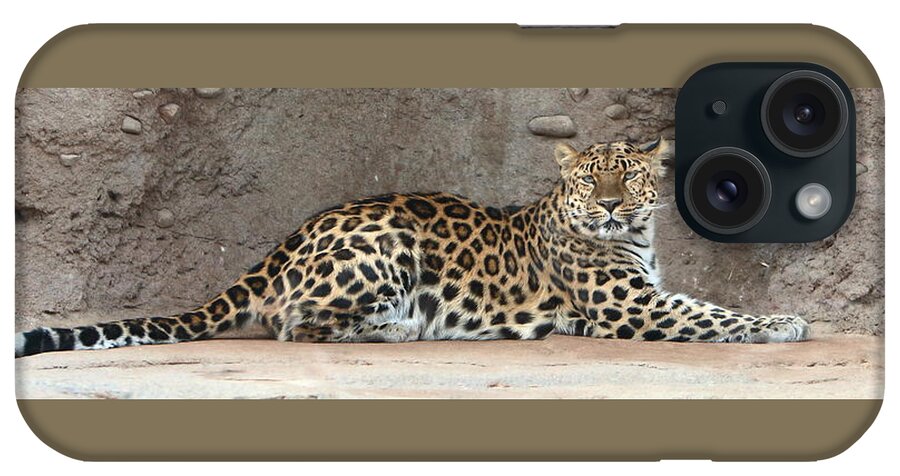 Amur Leapard iPhone Case featuring the photograph The Leopard by David Andersen