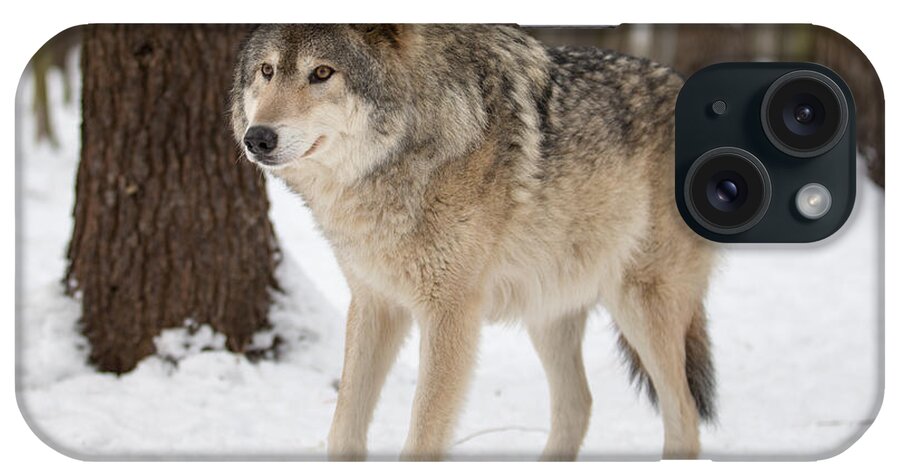 Wolf iPhone Case featuring the photograph The look by David Barker