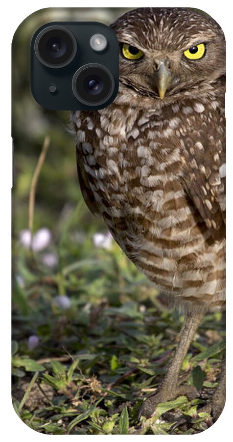 Burrowing Owl iPhone Case featuring the photograph The Look by Meg Rousher