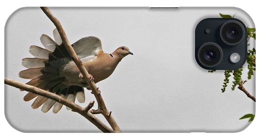 The New Dove iPhone Case featuring the photograph The New Dove In Town by Tom Janca