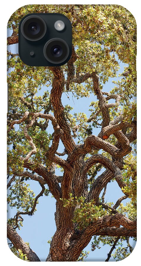 Gnarled Tree iPhone Case featuring the photograph The Old Tree by Connie Fox