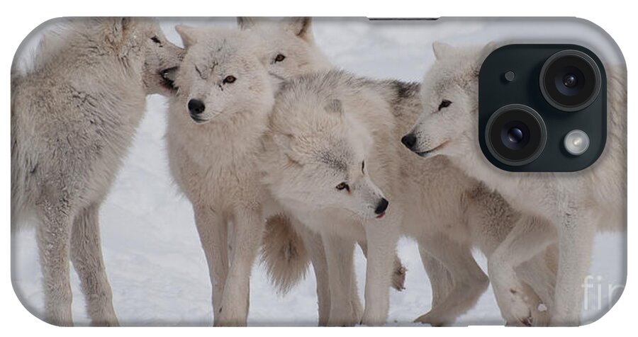Arctic Wolves iPhone Case featuring the photograph The Pack by Bianca Nadeau