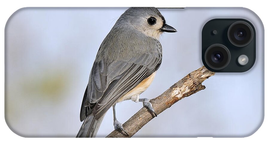 Tufted Titmouse iPhone Case featuring the photograph The Perching Tufted Titmouse by Lara Ellis