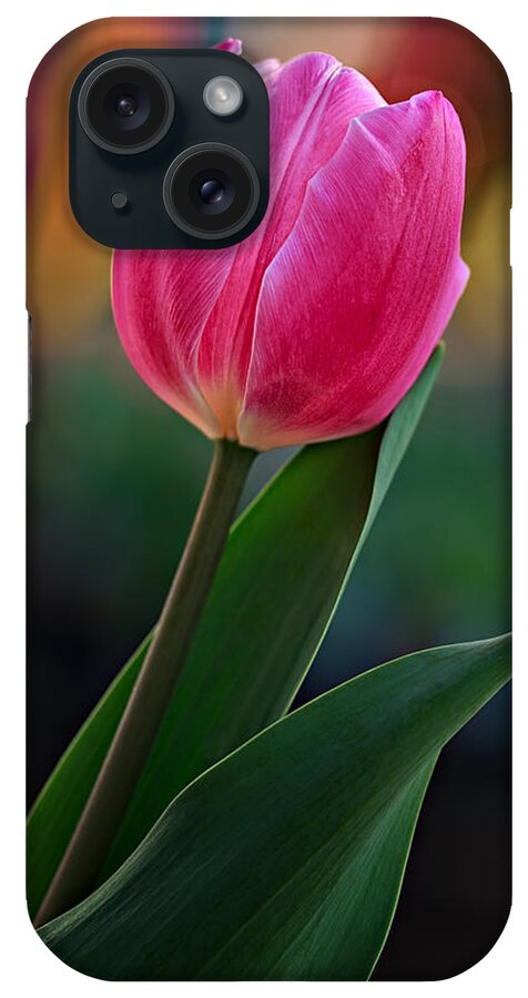 Tulip iPhone Case featuring the photograph The Perfect Tulip by Mary Jo Allen