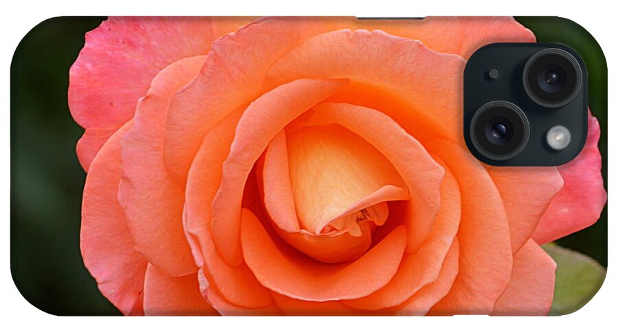 Flower iPhone Case featuring the photograph The Pink Rose by AJ Schibig