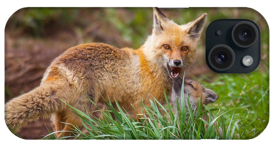 Fox iPhone Case featuring the photograph The Provider by Kevin Dietrich