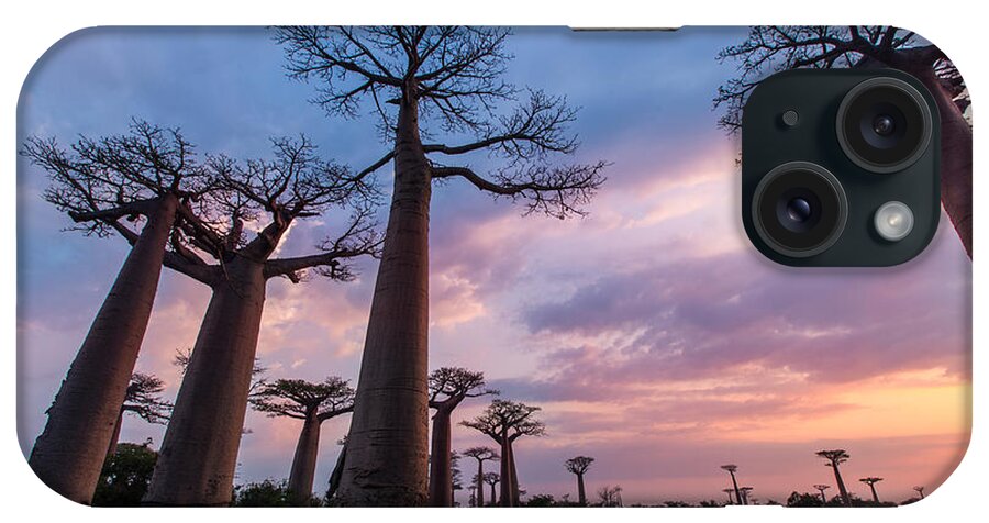 Dawn iPhone Case featuring the photograph The Road to Morondava by Alex Lapidus