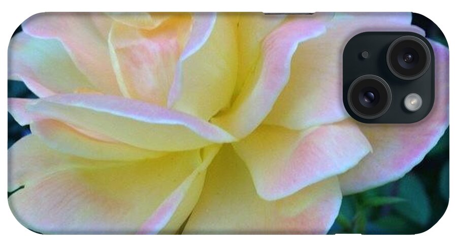 Glowing iPhone Case featuring the photograph The Rose For A Rose Is A Rose Is A Rose by Anna Porter