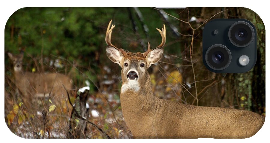 Whitetail Deer iPhone Case featuring the photograph The Rutting Whitetail Buck by Thomas Young