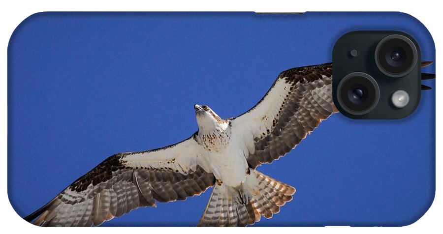 Osprey iPhone Case featuring the photograph The Sky's the Limit by Quinn Sedam