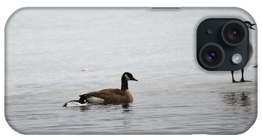 Canadian Goose iPhone Case featuring the photograph The Talker by Linda Kerkau