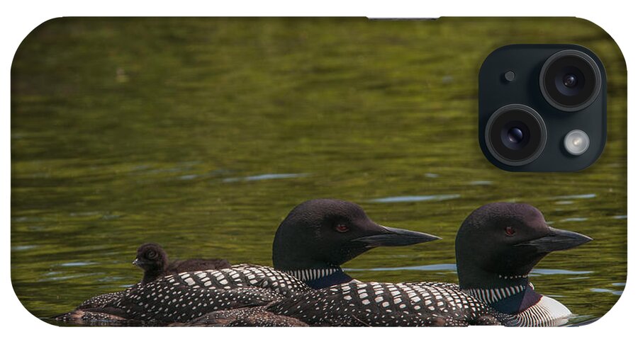 Common Loon iPhone Case featuring the photograph The Three of Us by Brenda Jacobs