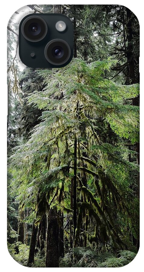 Tree iPhone Case featuring the photograph The Tree in the Forest by David Andersen