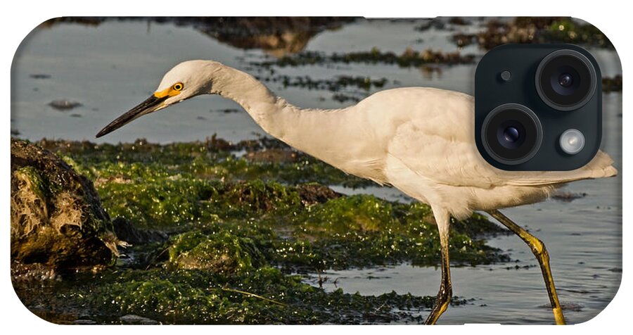 Snowy Egret iPhone Case featuring the photograph The Ultimate Fisherman by Theo OConnor