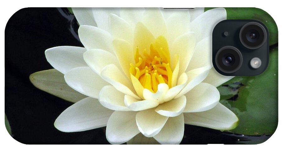 Water Lilies iPhone Case featuring the photograph The Water Lilies Collection - 02 by Pamela Critchlow