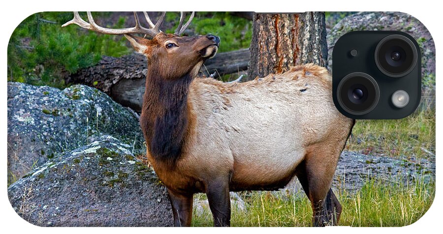 Elk iPhone Case featuring the photograph Things Will Be Looking Up by Shari Sommerfeld