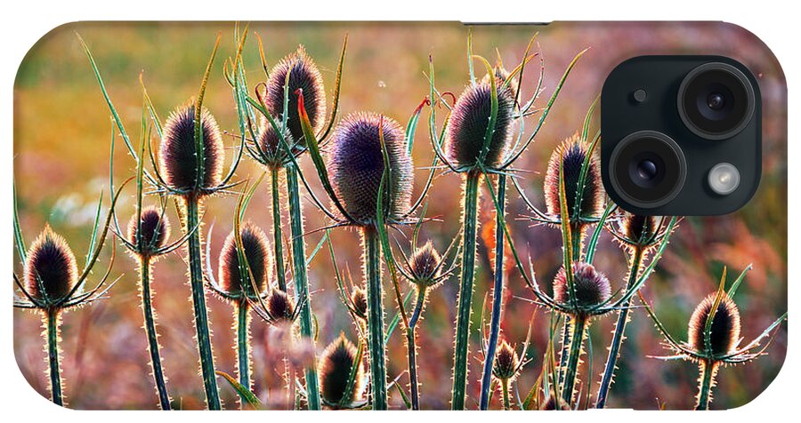 Thistles iPhone Case featuring the photograph Thistles With Sunset Light by Mikel Martinez de Osaba