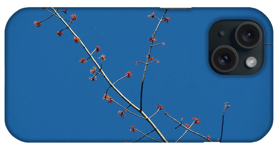 Branch iPhone Case featuring the photograph Threads and buds by Rockybranch Dreams