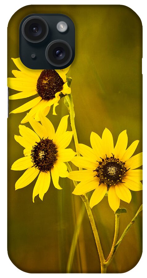 Black Eyed Susan iPhone Case featuring the photograph A Trio Of Black Eyed Susans by Gary Slawsky