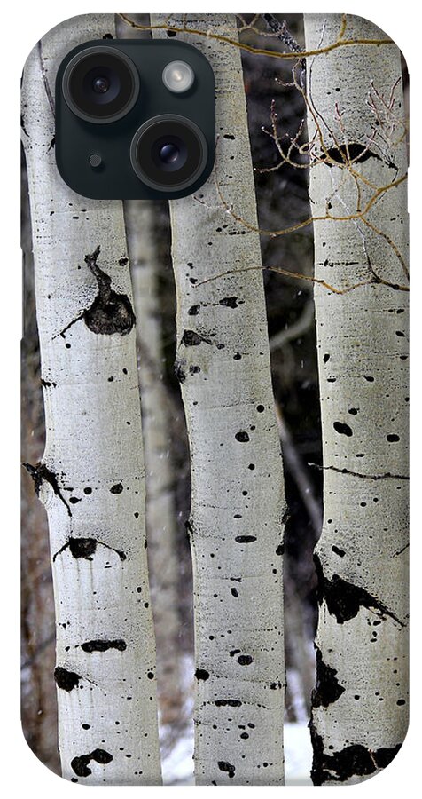 Aspen iPhone Case featuring the photograph Three Aspen in Winter by Sam Sherman