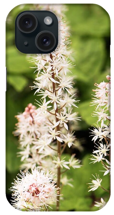 Tiarella iPhone Case featuring the photograph Tiarella 'spring Symphony' Flowers by Adrian Thomas