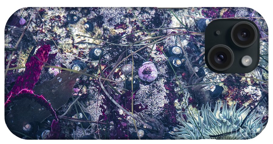 Tidepool iPhone Case featuring the mixed media Tidal Pool Assortment by Terry Rowe