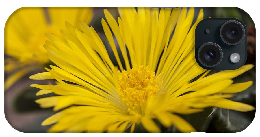 Tiger iPhone Case featuring the photograph Tiger Claw Plant by Darleen Stry