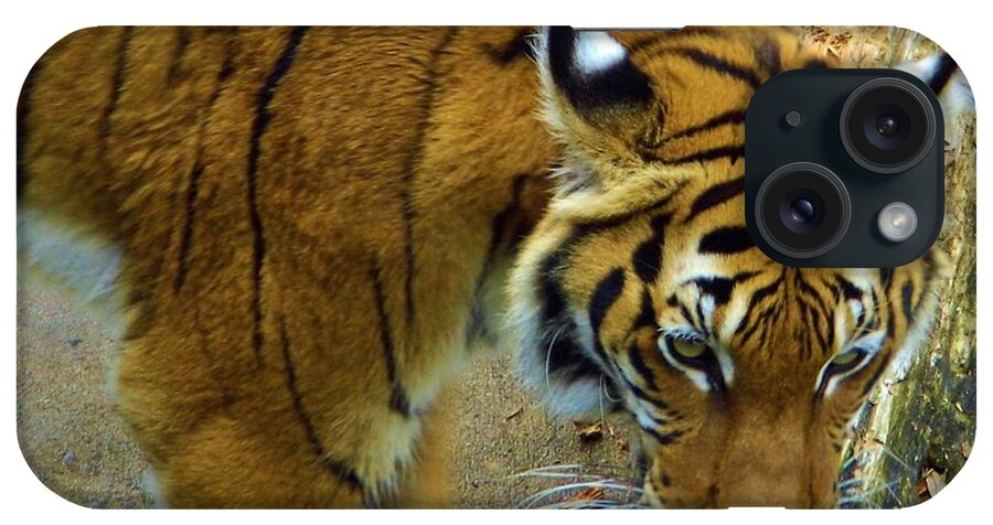 Tiger iPhone Case featuring the photograph Tiger Close Up by D Hackett