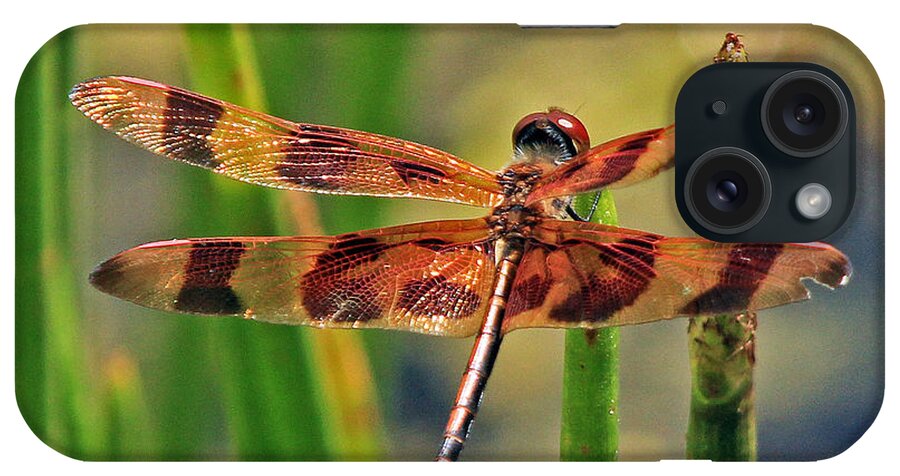 Dragonfly iPhone Case featuring the photograph Tiger Dragonfly by Larry Nieland