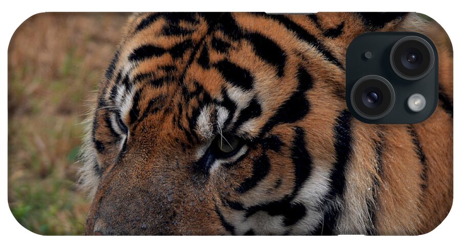 Tiger iPhone Case featuring the photograph Tigers Stare by Maggy Marsh