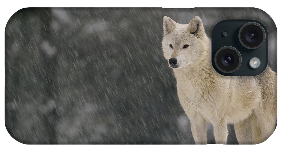 Feb0514 iPhone Case featuring the photograph Timber Wolf Female North America by Gerry Ellis