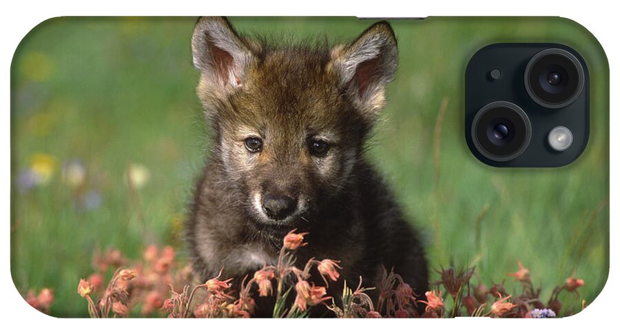 Feb0514 iPhone Case featuring the photograph Timber Wolf Pup North America by Tom Vezo